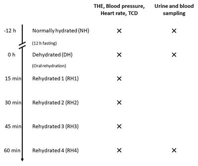Cerebral Ultrasound Time-Harmonic Elastography Reveals Softening of the Human Brain Due to Dehydration